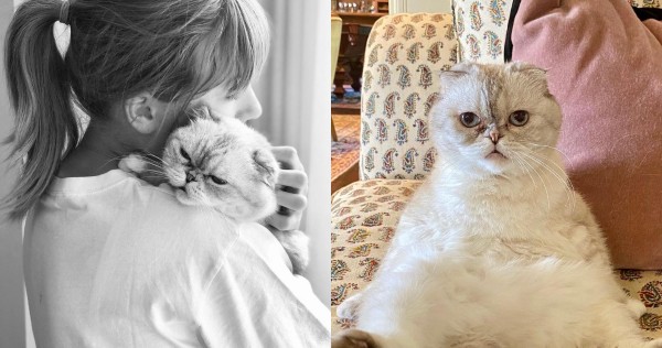 Para ahli menyarankan penggemar Taylor Swift untuk tidak membeli jenis kucing yang dimilikinya, Entertainment News